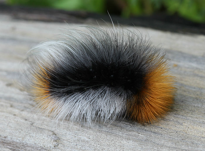 caterpillar